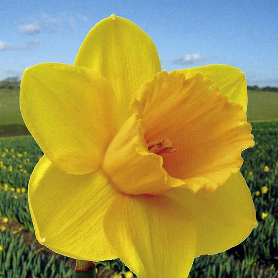 Narcissus 'Cornish Trelawney Gold'
