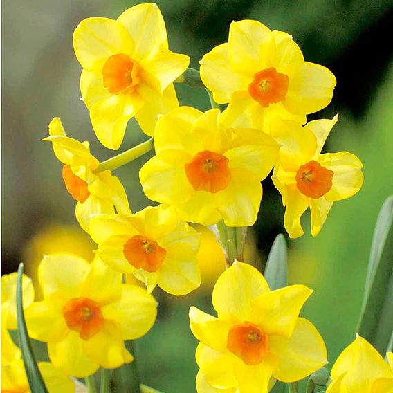 Daffodil Jonquilla Martinette