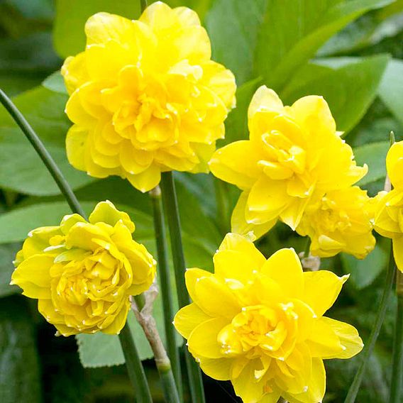 Narcissus 'Cornish Pencrebar'