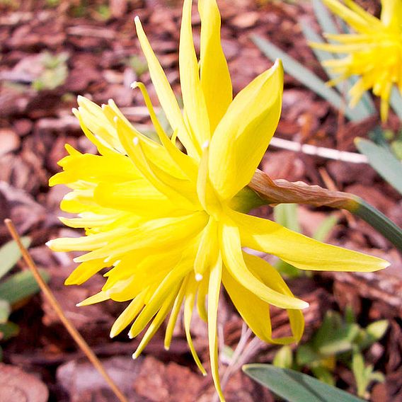 Narcissus 'Rip Van Winkle'