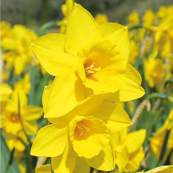 Daffodil (Cornish) Bulbs - Rosemoor Gold
