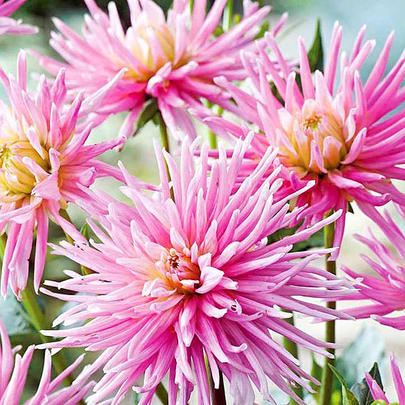 Dahlia 'Park Princess'