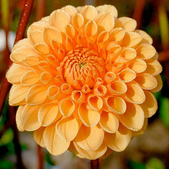 Dahlia 'Sylvia'