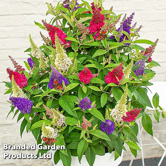 Buddleja 'Butterfly Candy' Collection