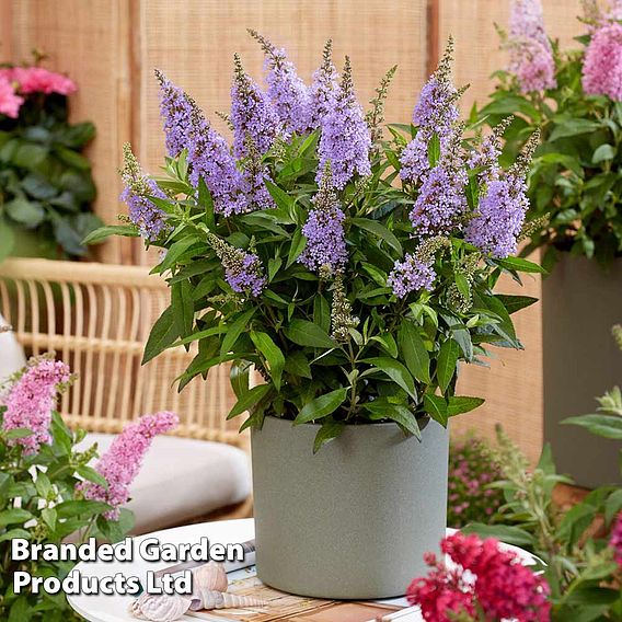 Buddleja 'Butterfly Candy Little Lila'