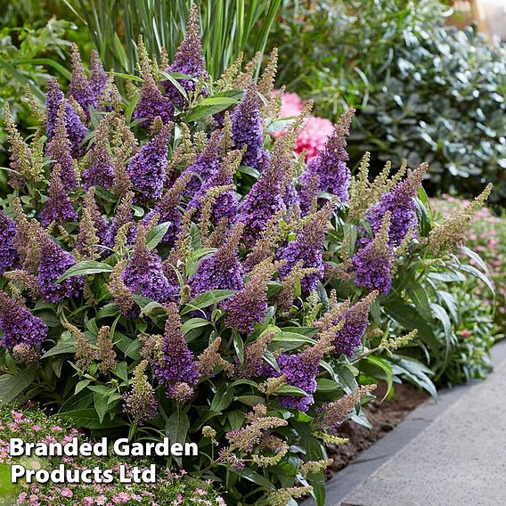 Buddleja 'Butterfly Candy Little Lila'