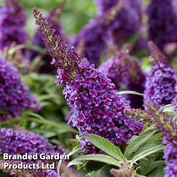 Buddleja 'Butterfly Candy Little Purple'