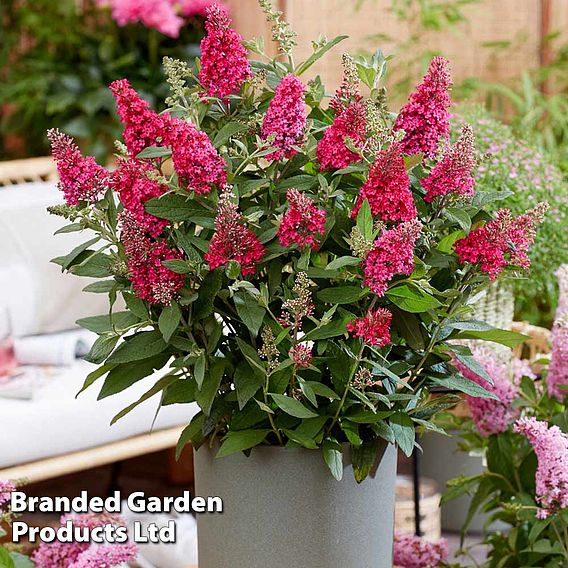 Buddleja 'Butterfly Candy Little Ruby'