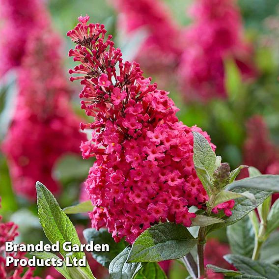 Buddleja 'Butterfly Candy Little Ruby'