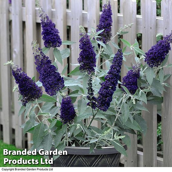 Buddleja 'Buzz® Indigo'