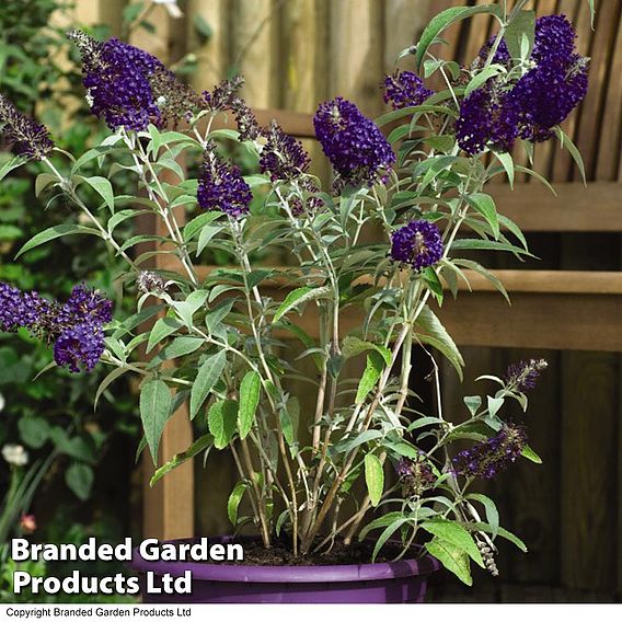 Buddleja 'Buzz® Indigo'