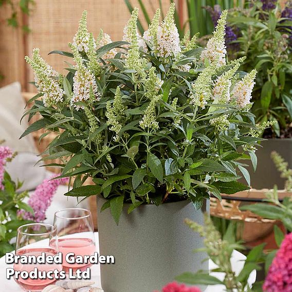 Buddleja 'Butterfly Candy Little White'