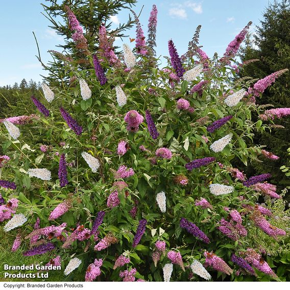 Buddleja Davidii Triple 3-in-1