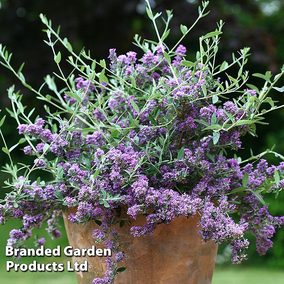 Buddleja x alternifolia 'Unique'