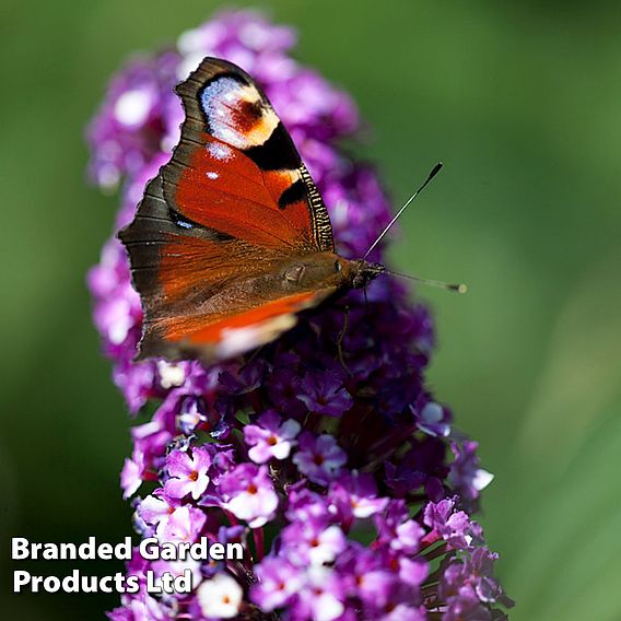 Buddleja 'Berries and Cream'