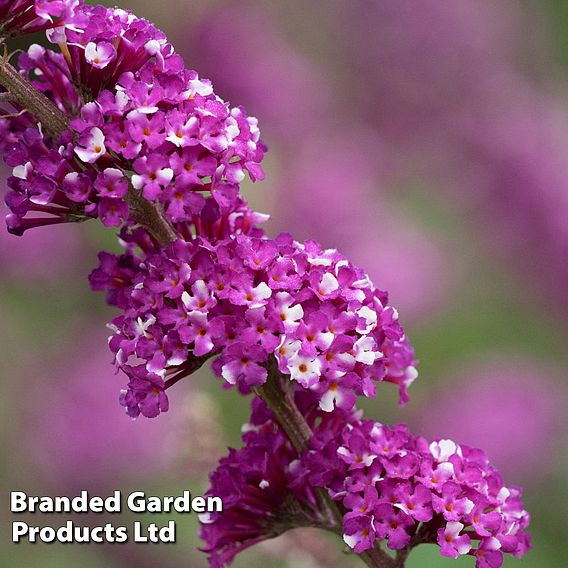 Buddleja 'Berries and Cream'