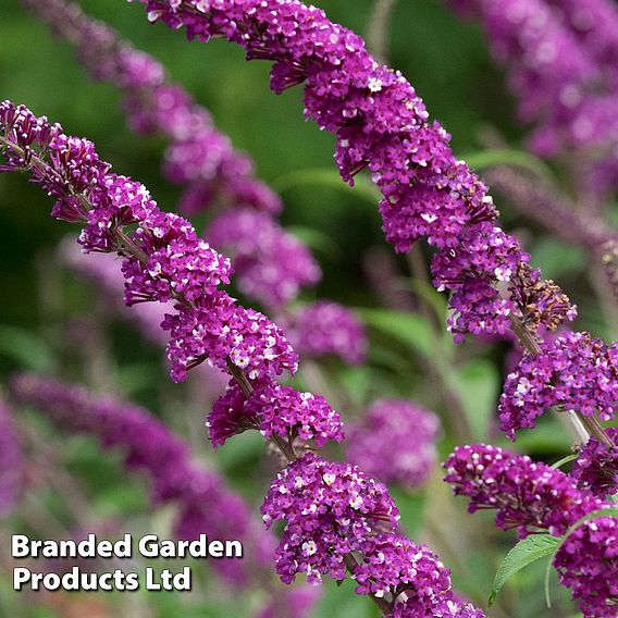 Buddleja 'Berries and Cream'