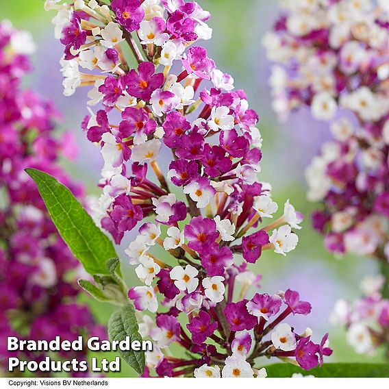 Buddleja 'Berries and Cream'