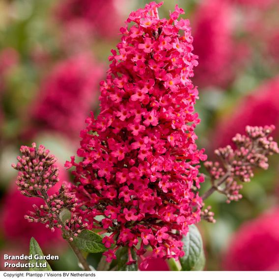 Buddleja 'Butterfly Candy Little Bubblegum'