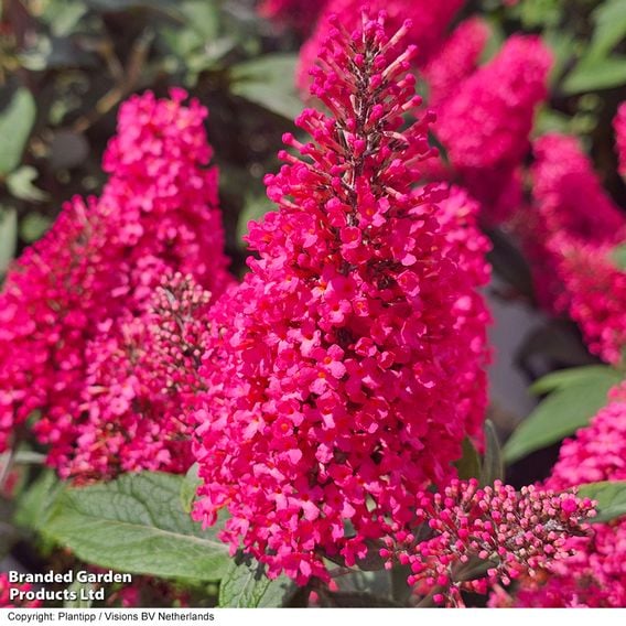 Buddleja 'Butterfly Candy Little Bubblegum'