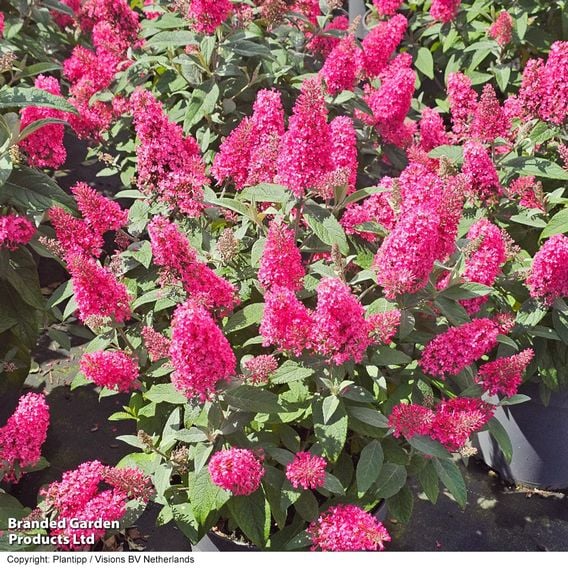 Buddleja 'Butterfly Candy Little Bubblegum'