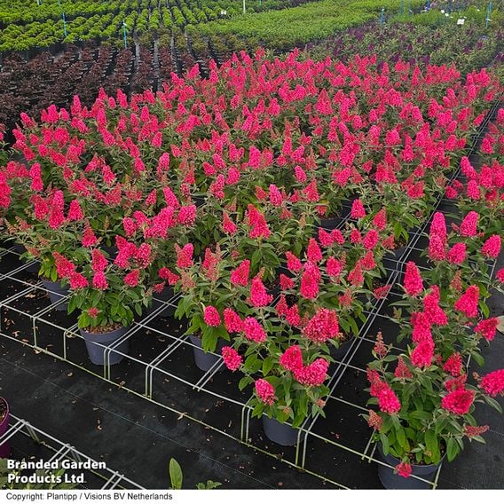 Buddleja 'Butterfly Candy Little Bubblegum'