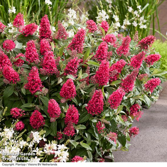 Buddleja 'Butterfly Candy Little Bubblegum'