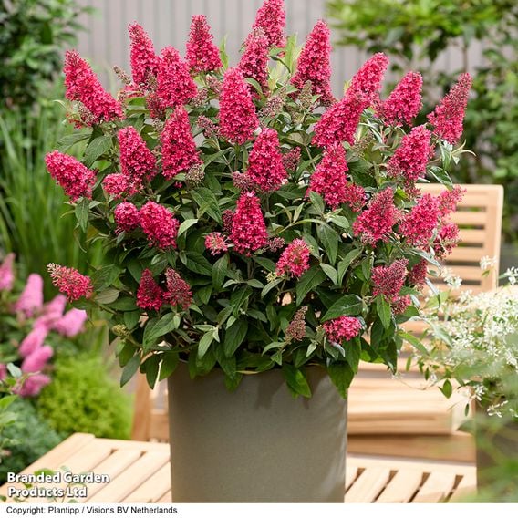 Buddleja 'Butterfly Candy Little Bubblegum'