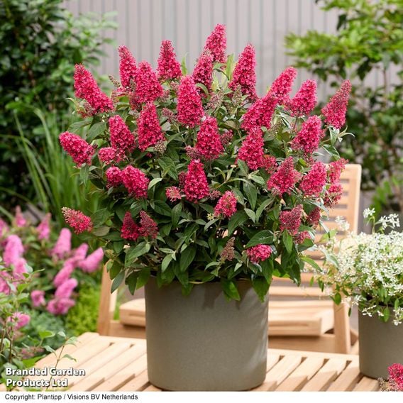 Buddleja 'Butterfly Candy Little Bubblegum'
