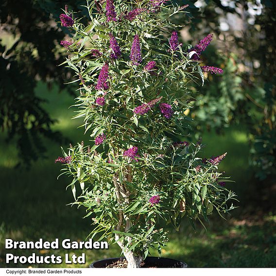 Buddleja 'Butterfly Towers'