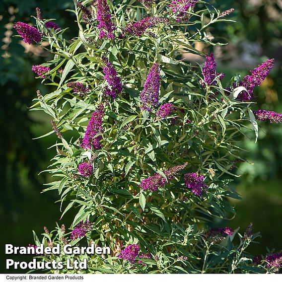 Buddleja 'Butterfly Towers'