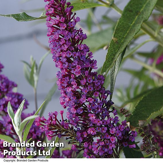 Buddleja 'Butterfly Towers'