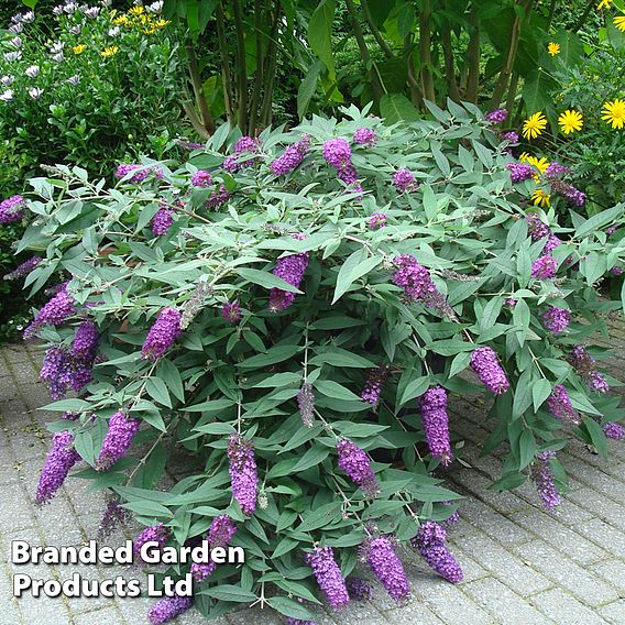 Buddleja 'Dreaming Purple'