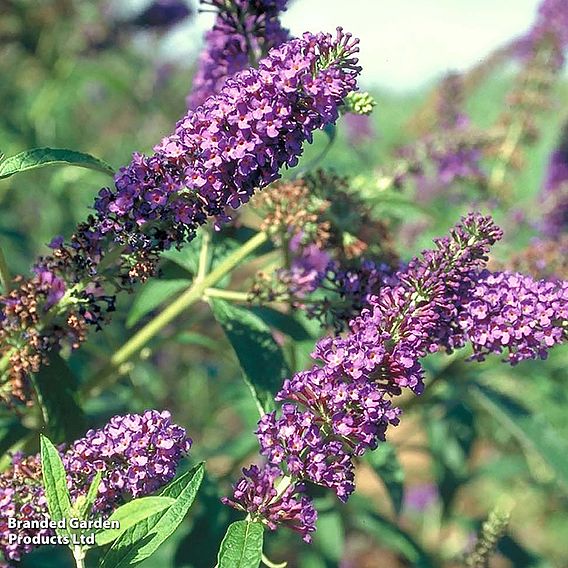 Buddleja davidii 'Empire Blue'