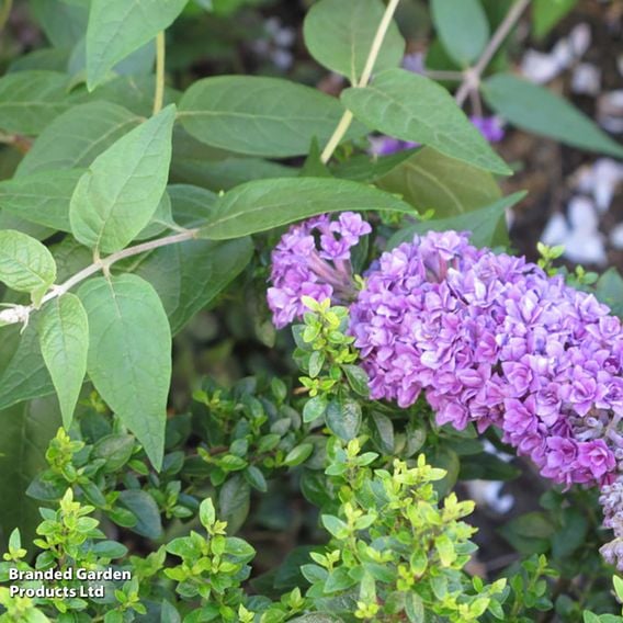 Buddleja lindleyana 'Floral Fanfare'