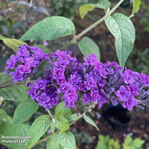 Buddleja lindleyana 'Floral Fanfare'