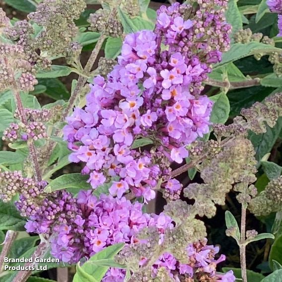 Buddleja davidii 'Lavender Cupcake'
