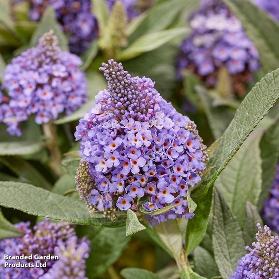 Buddleja davidii 'Little Rockstars Blue'