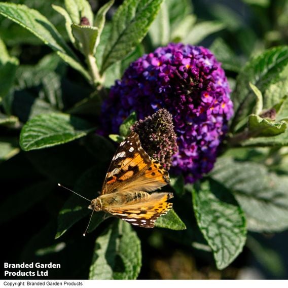 Buddleja davidii 'Little Rockstars Blue'