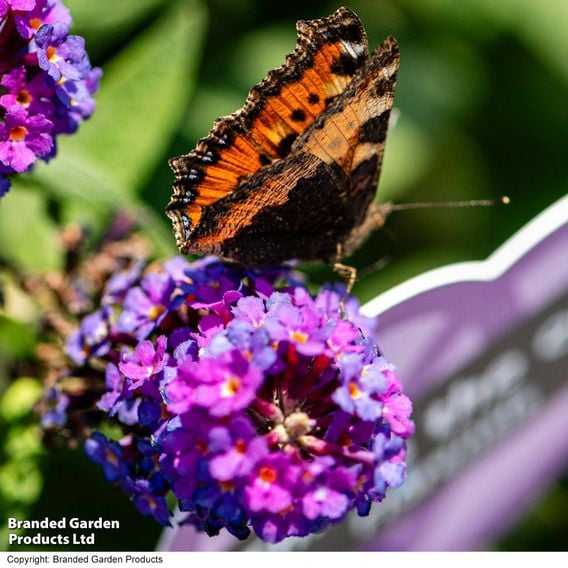 Buddleja davidii 'Little Rockstars Blue'