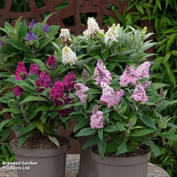 Buddleja davidii 'Little Rockstars Collection'