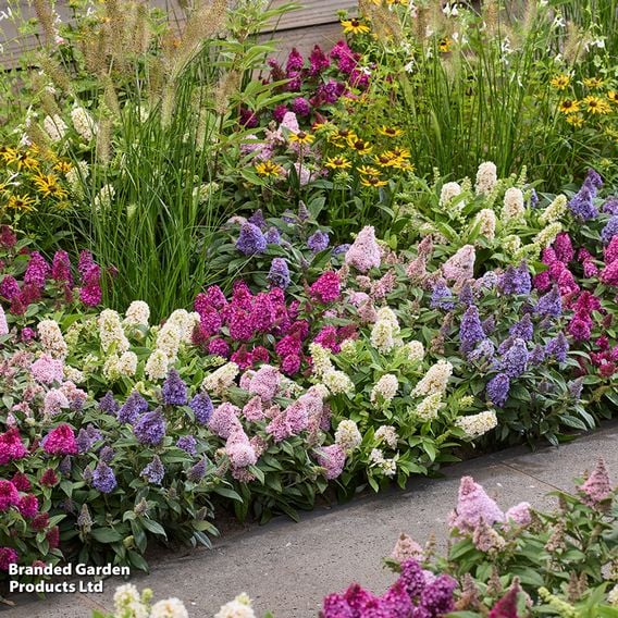 Buddleja davidii 'Little Rockstars Collection'
