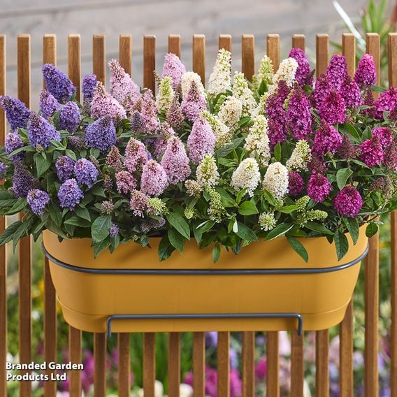 Buddleja davidii 'Little Rockstars Collection'