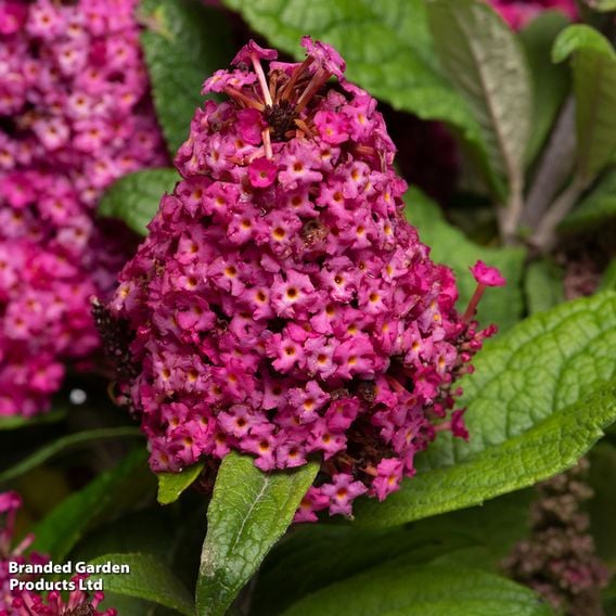 Buddleja davidii 'Little Rockstars Red'