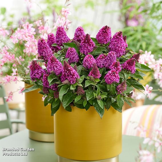 Buddleja davidii 'Little Rockstars Red'