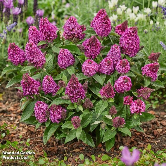Buddleja davidii 'Little Rockstars Red'