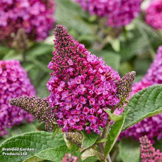 Buddleja davidii 'Little Rockstars Red'