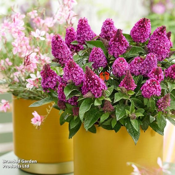 Buddleja davidii 'Little Rockstars Red'