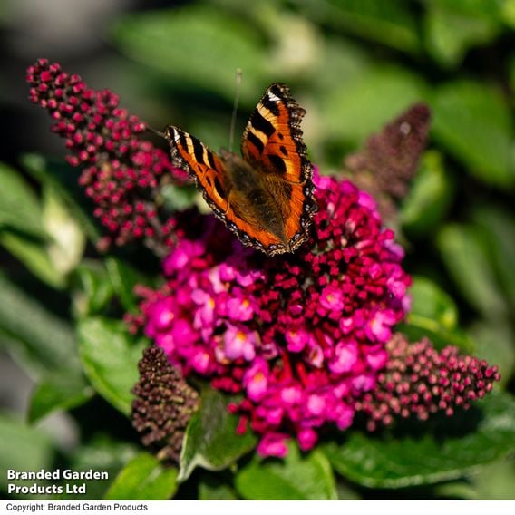 Buddleja davidii 'Little Rockstars Red'