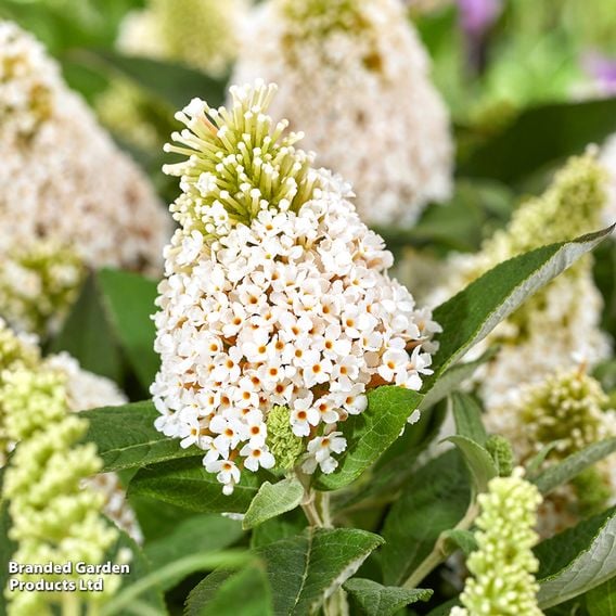 Buddleja davidii 'Little Rockstars White'